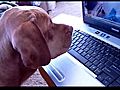 Doggetsvacuumedthenwatchesselfonvideo
