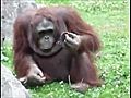 OrangutanSavesBabyChickfromDrowning