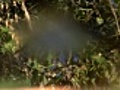 Froginpondonwaterlily