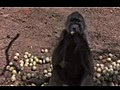 MarulaMeyvesivesarhohayvanlar