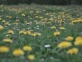 fieldofspringflowers