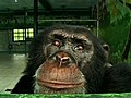 ChimpanzeeQuitsSmoking