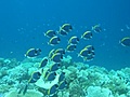 Ihurusurgeonfish