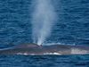 SearchingForBlueWhales