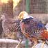 IllegalactRarebirdsfoundonPunjabCMsfarm