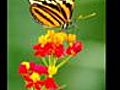 papillonsetfleursdamriquedusud