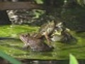 Frogsinpondonwaterlily