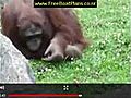 OrangutansavesbabychickfromdrowningatDublinzoo