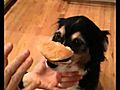 Funnydogeatingacheeseburger