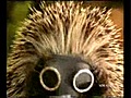 Hedgehogsweargasmasks1