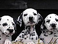 NBCTODAYShowSeeingSpotsDalmatianDelivers16Pups