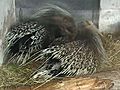 InthePorcupines