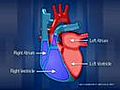 HeartAnatomy