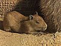 CapybaraBaby