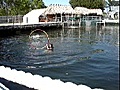 FloridaBeachWeddingFavorIdeaSwimmingWithDolphinsPart2