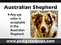 AustralianShepherdpuppiesAustralianShepherdDogBreedInfo