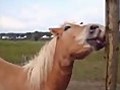 HorsewithanItch