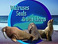WalrusesSealsandSeaLions