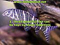 FreshwaterAquariumFishFishTankPetSecrets