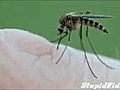 MosquitoTakesABite
