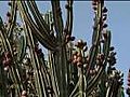 CommercialCultivationoftheCactusPlant