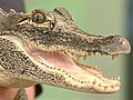 Alligatorsskunksandsnakesohmy
