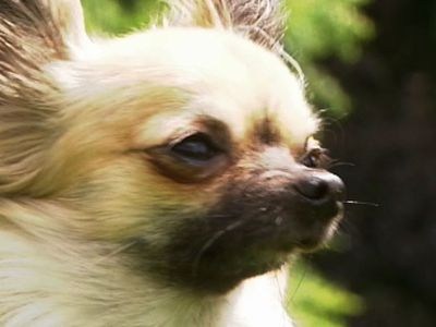 ChihuahuaSheepdog
