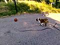bulldogsplayingbasketball