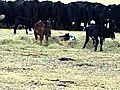 calvesfightingAVI