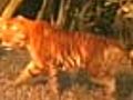 ControversyovertigerpopulationinSunderbans