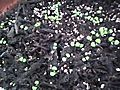 KeepingConsistentMoistureandTemperatureLevelforMaximumPlantGermination