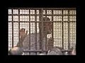 Egyptconvicts26forHezbollahlink