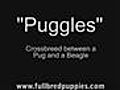 PugglesPuppy