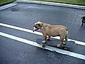 Sophietheskateboardingbulldog