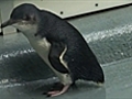 Penguinreturnstowild