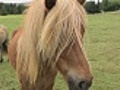 Icelandichorse