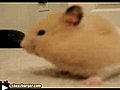 Hamsteraspirateurhamspirateur