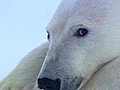 Polarbearinlove