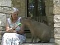CapybaraEatsaPopsicle