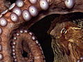 LIFEintheNewsGiantPacificOctopus
