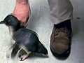 Babypenguinlaughsasitgetstickled