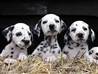 SeeingspotsDalmatiandelivers16pups