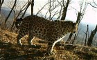 EndangeredRussianleopardscaughtonfilm