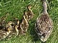 DucklingsReunitedWithMomAfterSewerRescue