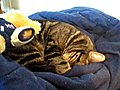 StuffedAnimalsMeetKitteh