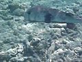 PorcupinefishinAkumalBayMexico