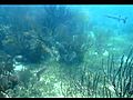 UnderwaterVideoPostProcessing2ReefwithBarracudaClipOriginalthenFinished