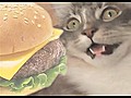 CatsChaseCheeseburger