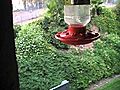 Hummingbirdfightingovernectar
