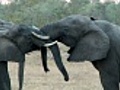 Elephantfunandgames